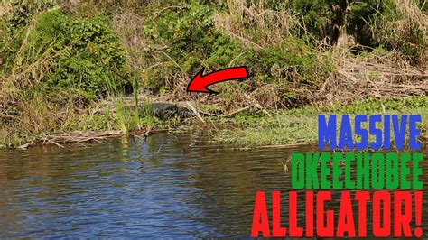 Massive Alligator Ruins Bass Fishing Trip On Lake Okeechobee Youtube