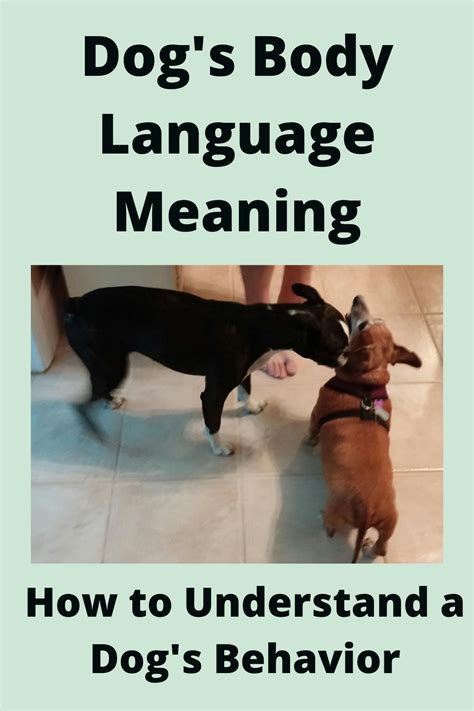Dogs Body Language Meaning How To Understand A Dogs Behavior Dog