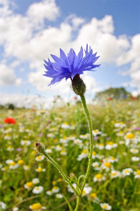 A Simple Guide To The Wildflowers Of Britain In 2020 Wild Flowers