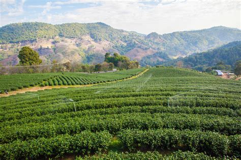 Beautiful Landscape With Tea Plantation Stock Image Image Of Spring