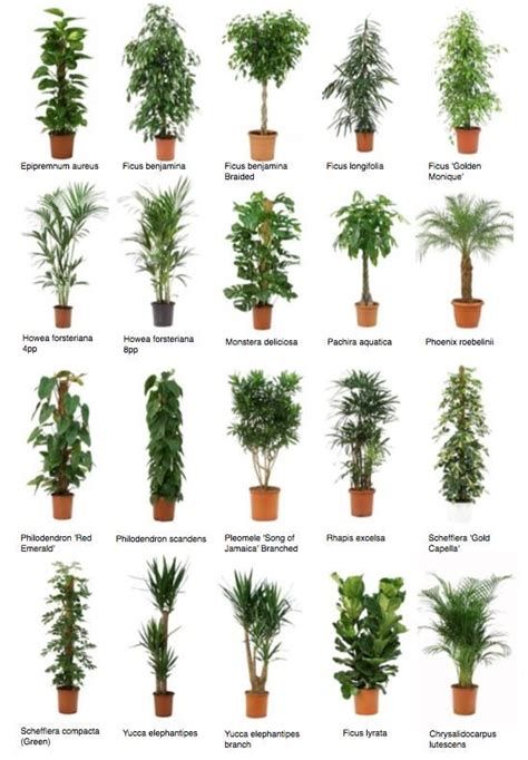 Common Office Plants 2 Plants House Plants Indoor Potted Trees