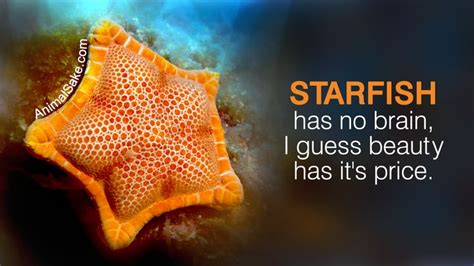 Interesting Facts About Starfish Starfish Facts Fun Facts Facts