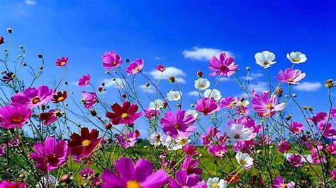 Aesthetic Spring Flowers Wallpapers Hd Background Images Photos