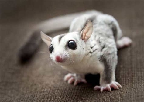 We did not find results for: 7 Jenis Sugar Glider yang Lucu dan Populer - Tokopedia Blog