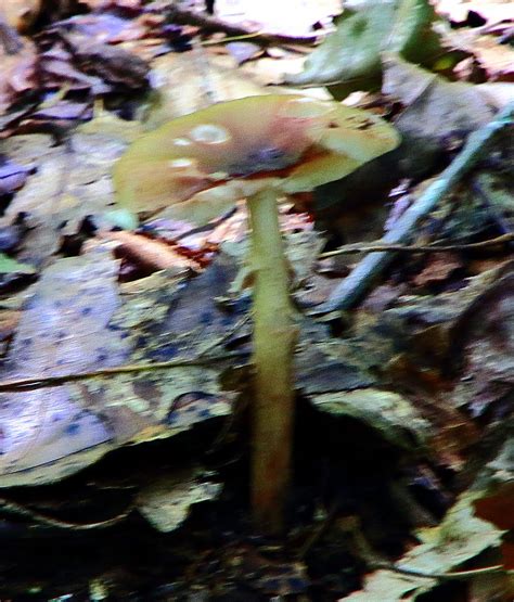 Trailside Fungus Lost Valley Northwest Arkansas Flickr