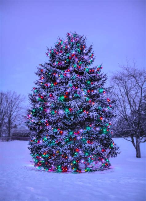 Weihnachtsbaum Mit Lichtern Draußen Im Schnee Stockbild Bild Von