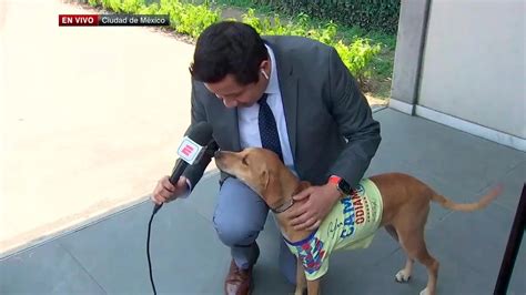 Perrito Con Playera Del Club América Se Roba El Show Durante Transmisión Infobae