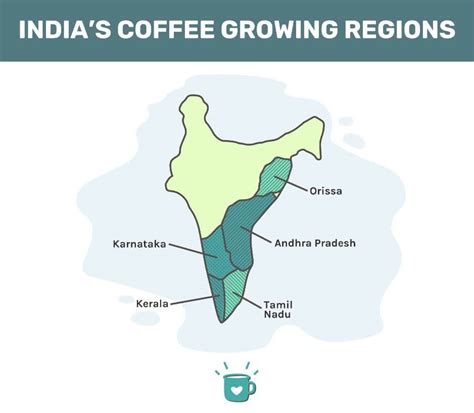 Coffee From India Best Beans And Buying Guide