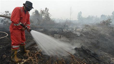 Siapa Aktor Di Balik Pembakaran Hutan Dan Lahan BBC News Indonesia