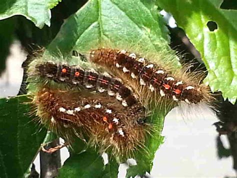 Brown Tail Moth And Hairy Caterpillar Euproctis Chrysorrhoea