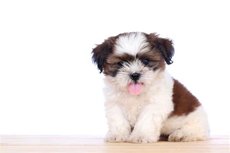 Top 10 Cute Dog Breeds You Cant Resist Top Dog Tips