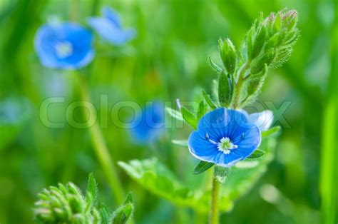 Little Blue Flowers Growing In The Stock Image Colourbox
