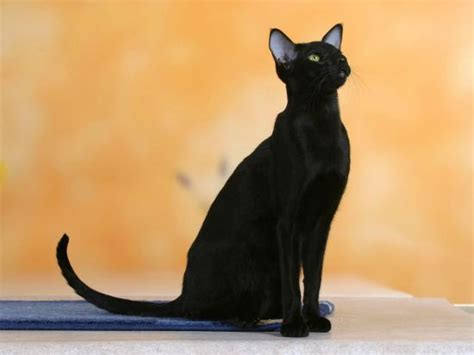 Oriental shorthair cat unboxing and review | funny cat video. 'Oriental Shorthair Cat, Black Ebony' Photographic Print ...