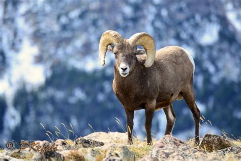 Bighorn Sheep Rocky Mountains Np By Peter Kefali On 500px Rocky