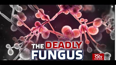 In Depth The Deadly Fungus Candida Auris Fungi Fungal Infection