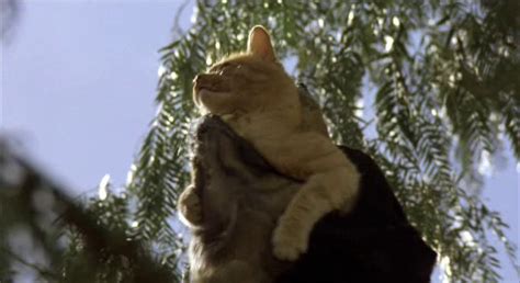 Dogs continue to play a critical role in modern military strategy. Rev. Ron's Movie Reviews: Man's Best Friend