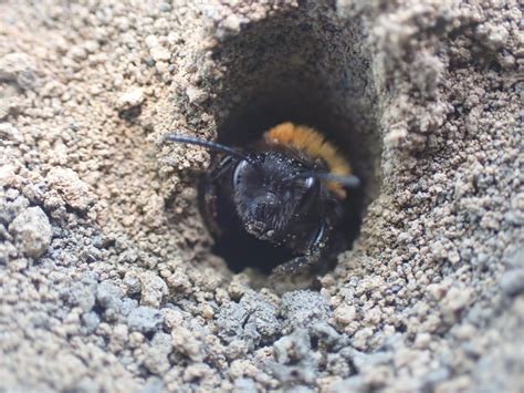 Tawny Mining Bee Natural History Society Of Northumbria