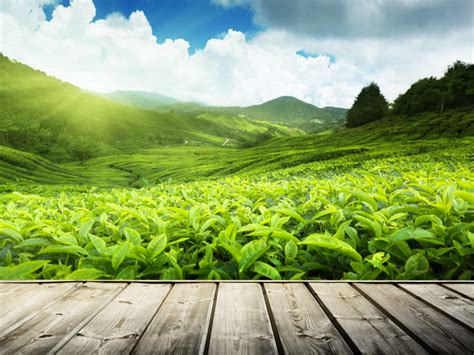 Huge collection, amazing choice, 100+ million high quality, affordable rf and rm images. Tea plantation: Take the century old BOH Tea plantation| TripCanvas