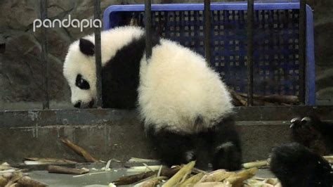 Baby Pandas Brave Escape Youtube