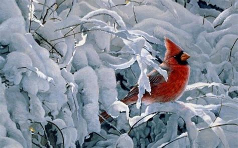 Cardinal In Snow Wallpapers Top Free Cardinal In Snow Backgrounds Wallpaperaccess