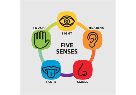 Five Senses Vector Infographic - Download Free Vector Art, Stock ...