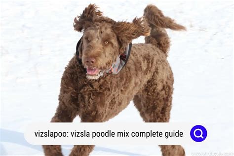 Vizslapoo Vizsla Poodle Mix A Complete Guide