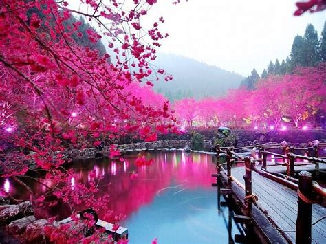 Gambar Bunga Sakura Di Tepi Danau Wallpaper Hp Wallpaper Keren Galaxy