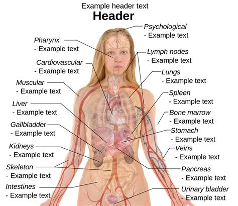 Chart Of The Human Body Organs