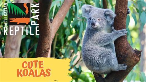Cute Koalas The Australian Reptile Park Youtube