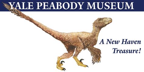 Deinonychus Yale Peabody Museum