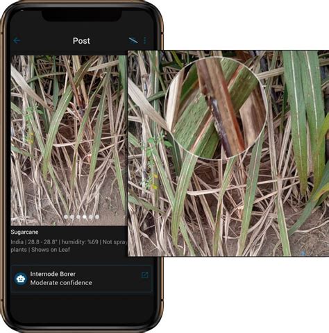 An App That Identifies Plant Diseases And Diagnoses Plant Problems Agrio