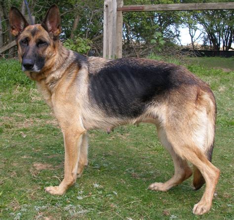 Queenie 6 Year Old Female German Shepherd Dog Available For Adoption
