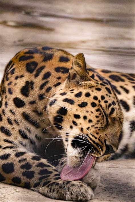 Spotted Wild Cat Leopard Is Washed With Tongue Close Up Of An Animal
