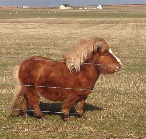 Fuzzy Critters Chunky Little Shetland Pony With A Big Ole Belly Mini