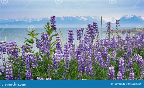 Purple Lupine Flowers Background Homer Alaska Stock Photo Image Of