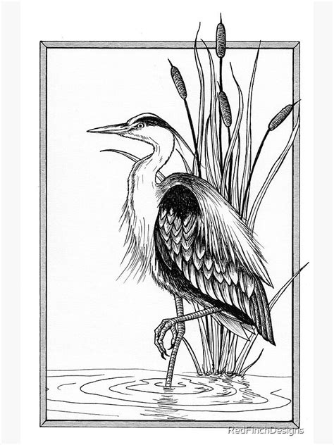 Great Blue Heron And Cattail Ink Illustration Art Print For Sale By