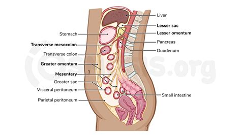 Anatomy Of The Peritoneum And Peritoneal Cavity Osmosis