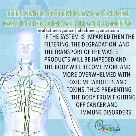Any Health Problem Is Rooted From A Stagnant Lymphatic System Make