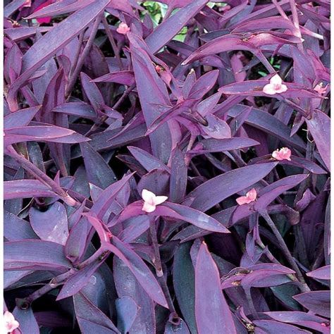 165 Gallon Pink Purple Queen In Pot L9175 At