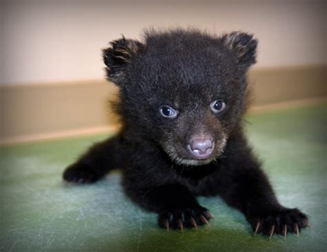 Newborn Black Bear Wallpapers Gallery