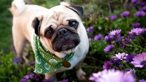 Pug Puppies Wallpaper 61 Images