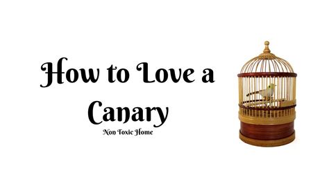 How To Love A Canary Youtube