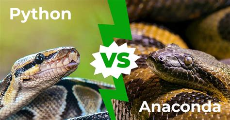 Python Vs Anaconda Who Would Win In A Fight A Z Animals