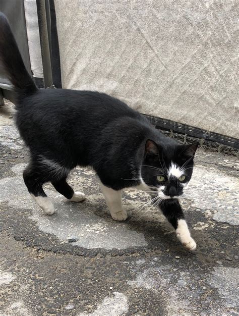 Found Cat Unknown In Cambridge Ma Lost My Kitty