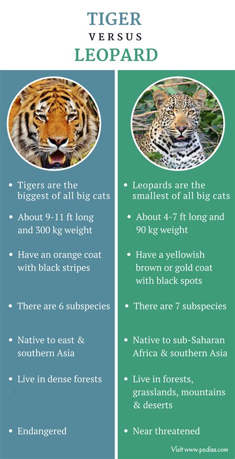 Difference Between Tiger And Leopard Facts Features Behaviour