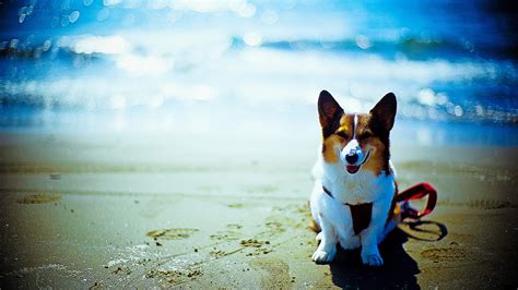 Happy Dog At Beach Sfondi Gratuiti Per Desktop 1920x1080 Full Hd