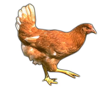 FARM ANIMALS - CHICKEN, Learn about Chicken, Chicken Lessons, Chicken Printables, Chicken ...