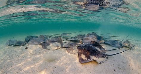 The Best Shark Dive In The World Stingrays In Beqa Lagoon