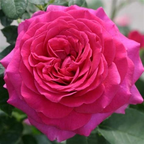 Pin By Salaam Muhsen On Pink Roses 2 Heirloom Roses Hybrid Tea Roses