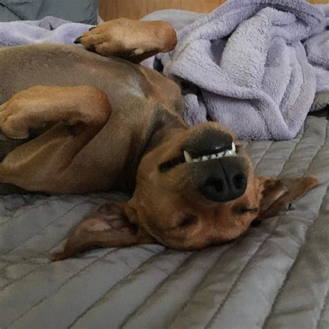 Paws Please | San Diego CA